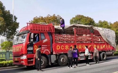 DC农业启动上海保供专线