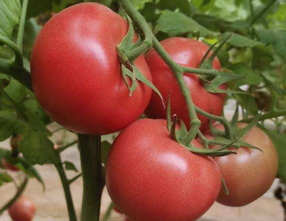 番茄的形态特征