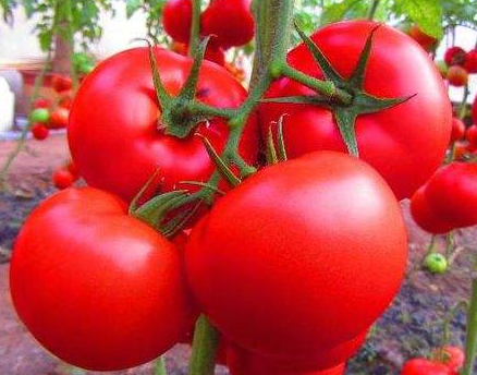 番茄怎么种植
